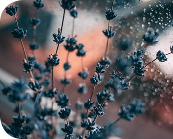 home_fleurs home_fleurs